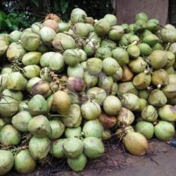 Kelapa Muda Campur Es Tambah Gula