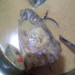 Ikan Kepala Tongkol