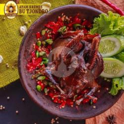 Burung Dara Bacem ( New )